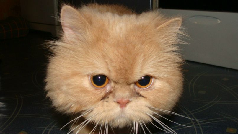 Александра Богатырева Белка | Екатеринбург