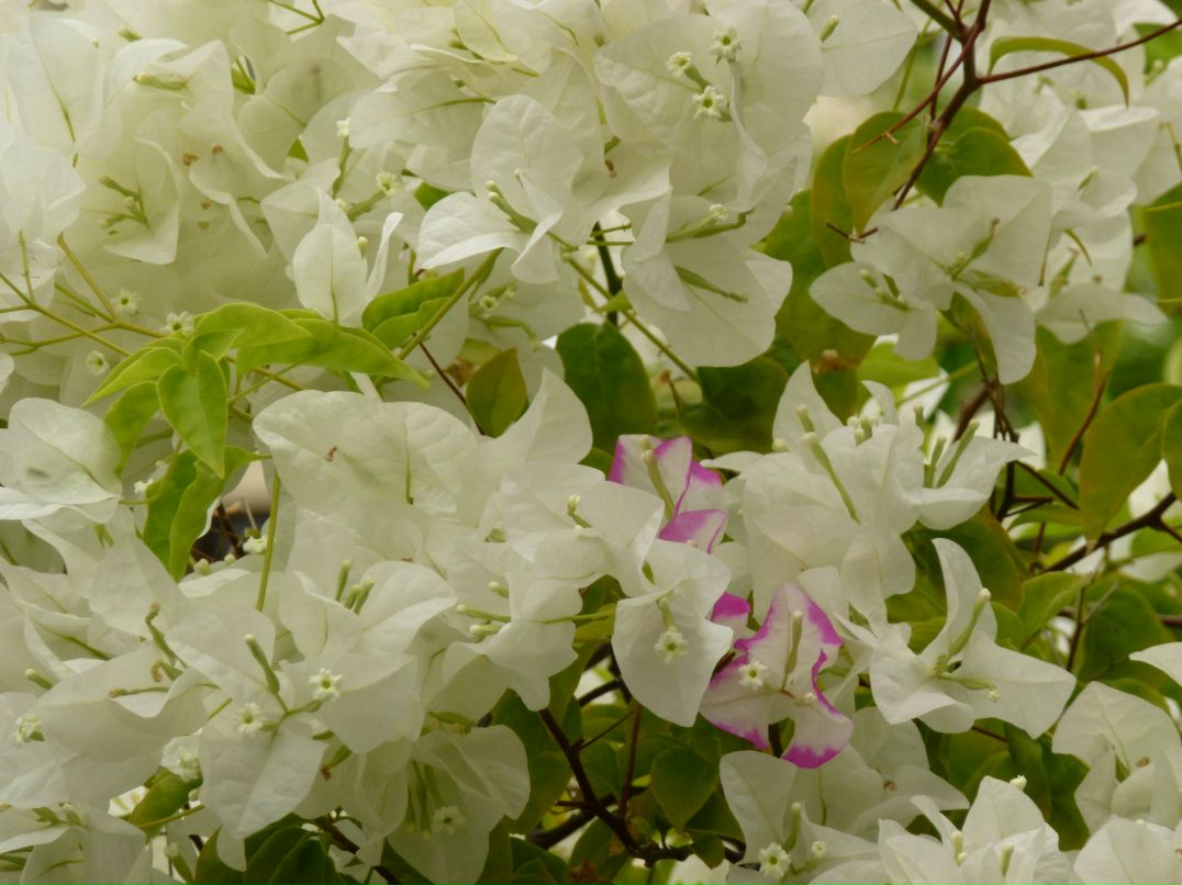 София Нестеренко | Vũng Tàu