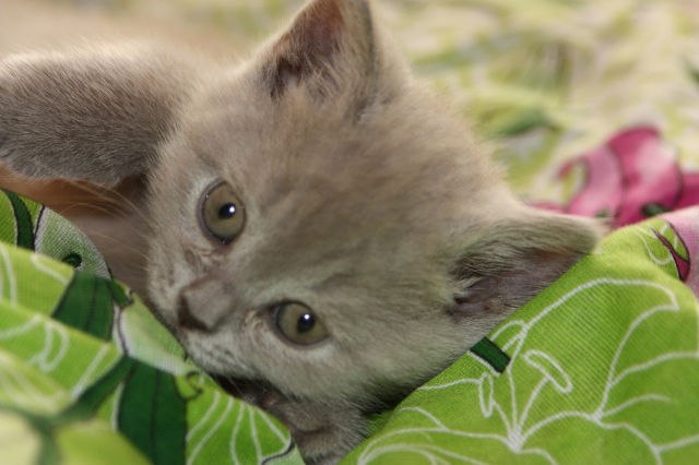 Юлия Грант | Ярославль