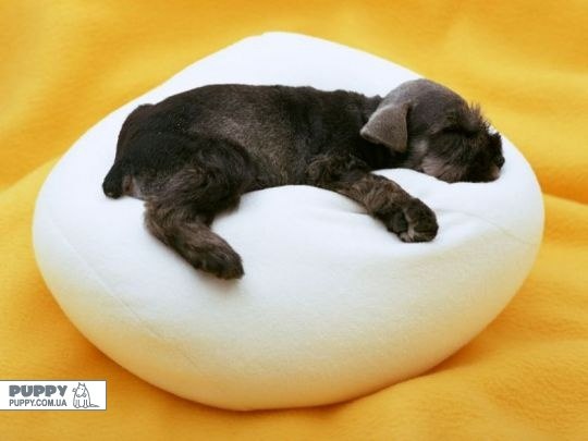 Надежда Резвякова | Санкт-Петербург