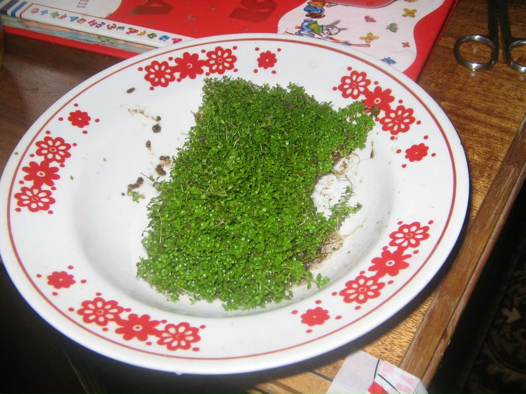 Зульфат Бабаев ℂ⋆ | Тюмень