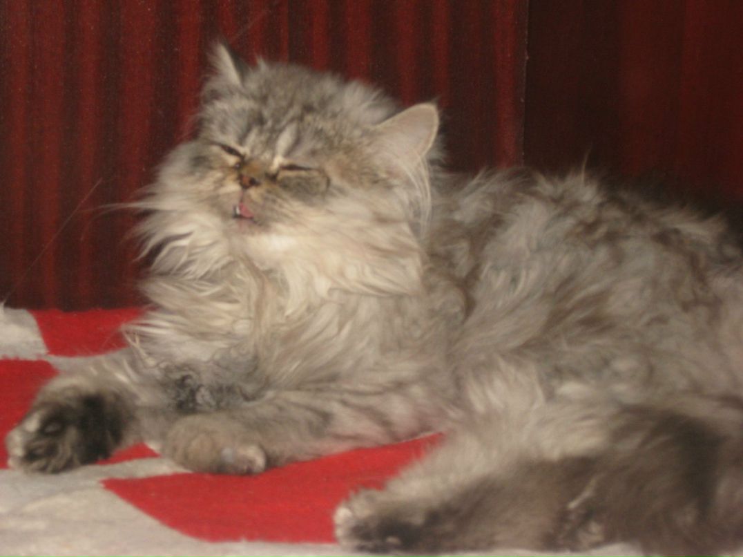 Александр Секисов | Санкт-Петербург