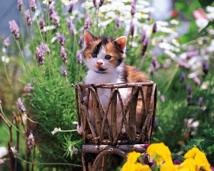 Екатерина Крылова | 