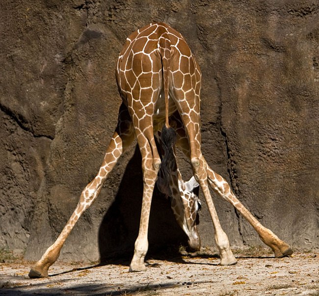 Сергей Ганзенко ГАНЗАЛИС | Лозовая