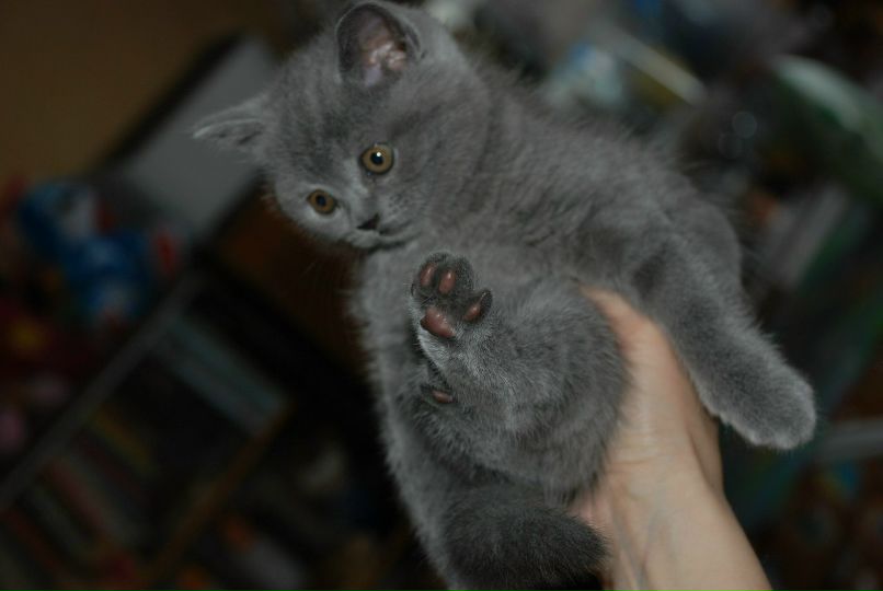 Віка Молеща | Киев