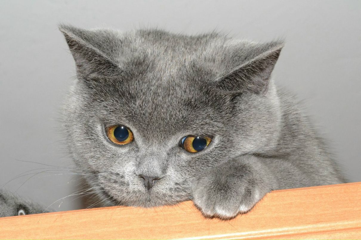 Лена Белькина | Минск