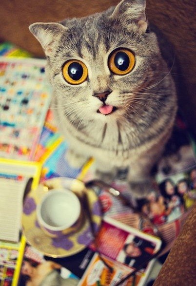 Евгения Николаева | Алматы