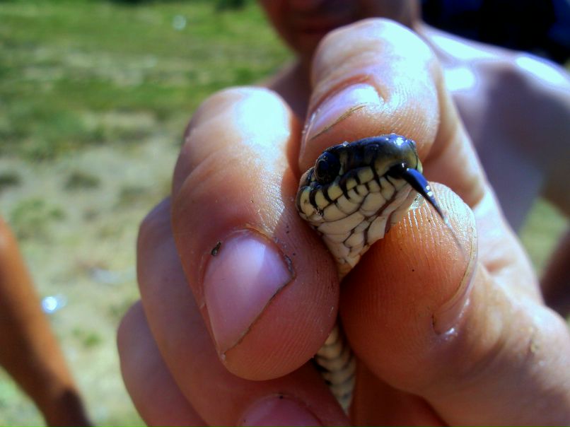 Олег Коротаев | Ярославль