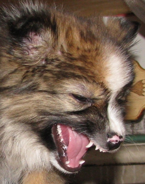 Ігорь Терентьев | Обухов