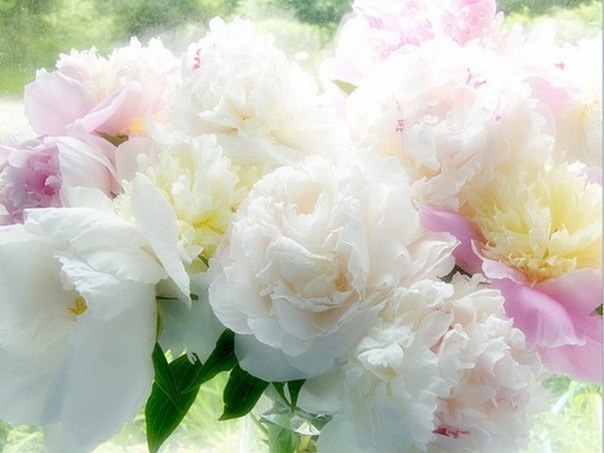 №17, Инга Серебрякова №17, Инга Серебрякова