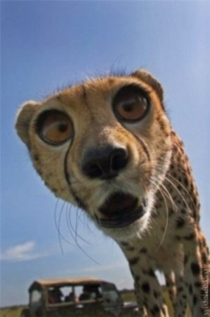 Роман Строев | Курск