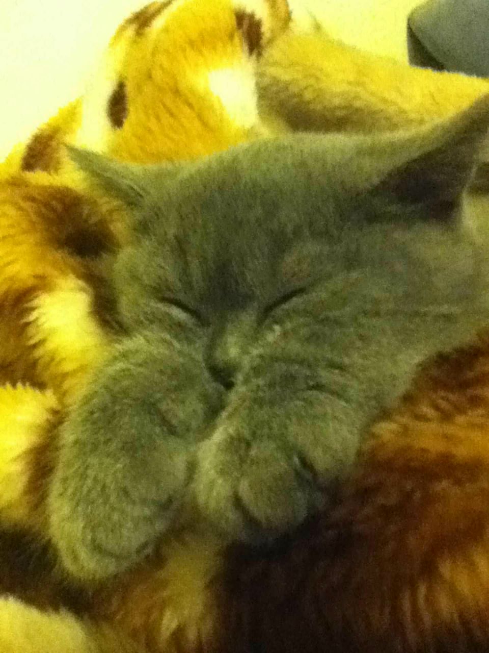 Ирина Бганцева | Москва