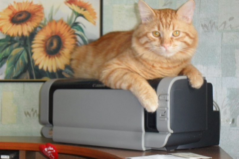 Дмитрий Мешалкин | 