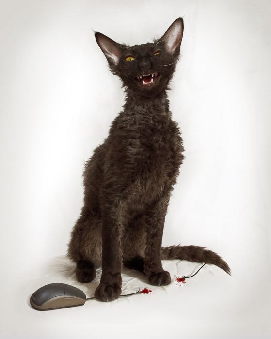 Akill [ToW] | Киев