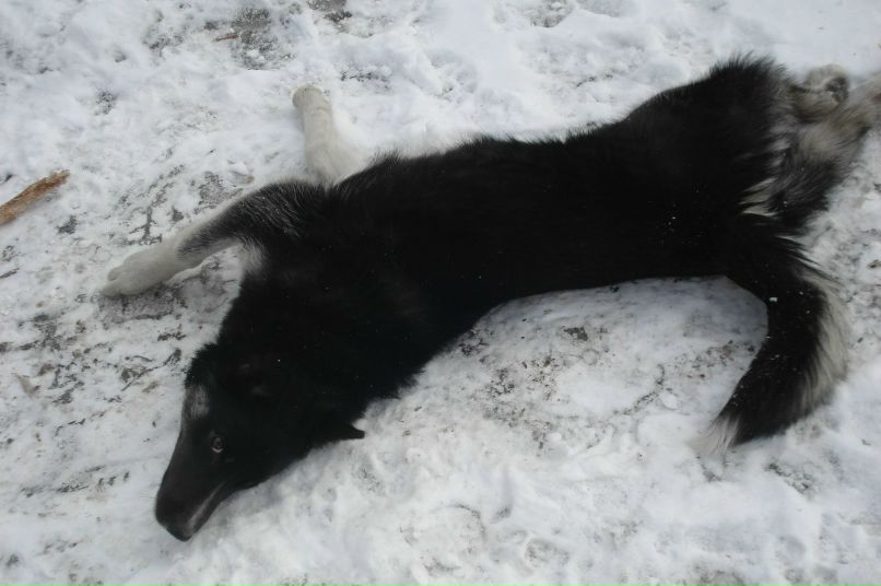 Елена Петрова | Санкт-Петербург