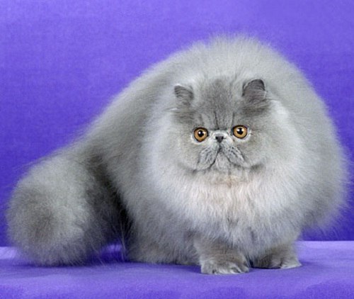 Виктория Колесникова | Москва