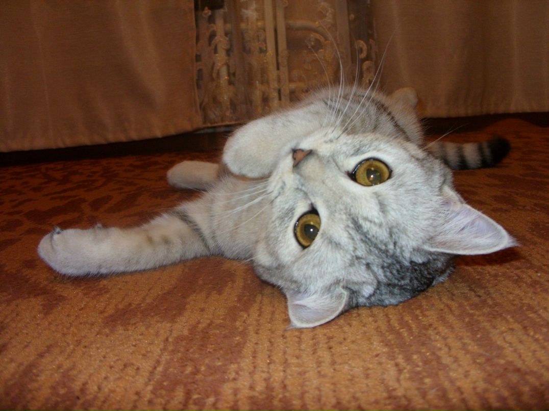 Екатерина Чеботаева | Кирово-Чепецк