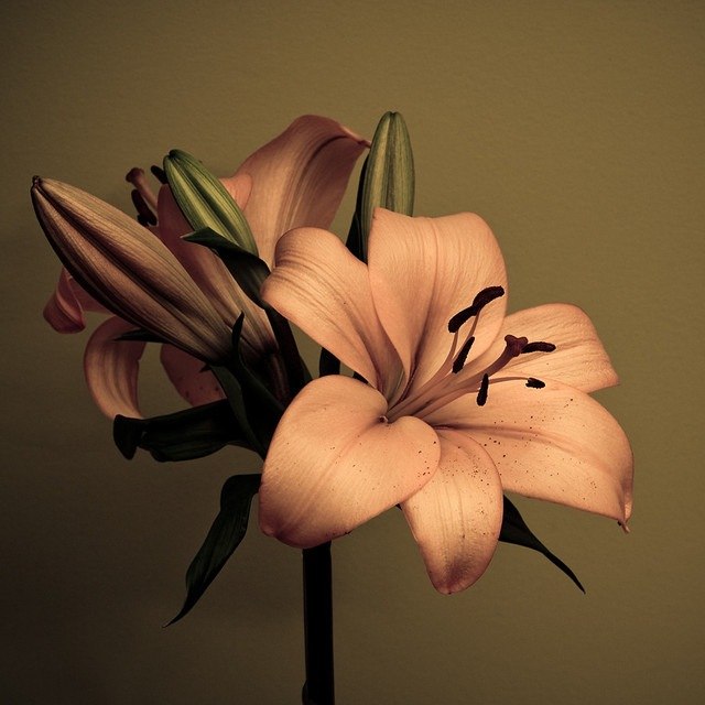 Лиза Хиревич | Санкт-Петербург