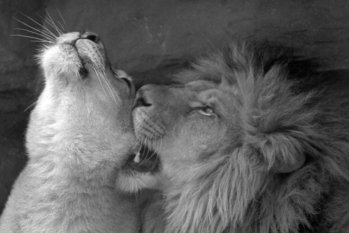 Елена Вовчок | Киев