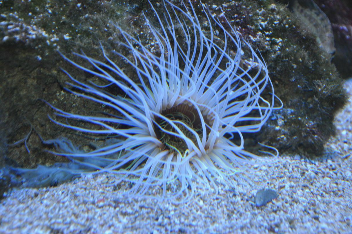 Ольга Асина | 