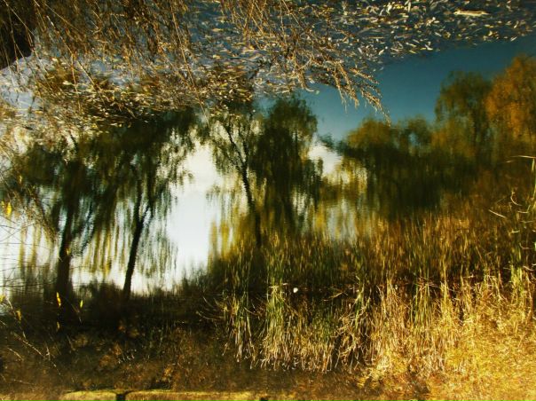 №1, Ёжик Коваль №1, Ёжик Коваль