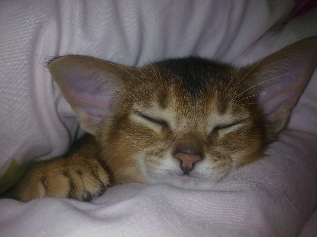 Валерия Гольская-Москоглова | Омск