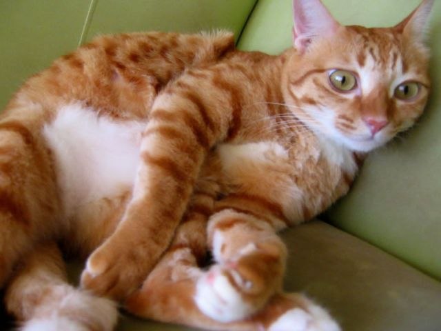 Lolita Khasanova | Москва