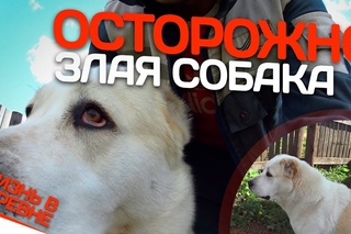 Осторожно злая собака // Среднеазиатская овчарка // Жизнь в деревне