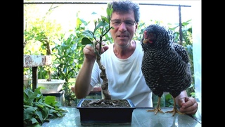 Lemon Bonsai and Chicken Update, July 2016