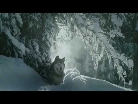 WWF. To embrace a stranger as ones own. its in
