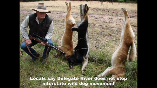 Wild dogs kill native Australian