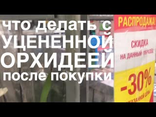 мои ПЕРВЫИ ШАГ с УЦЕНЕННОИ ОРХИДЕЕИ после покупки