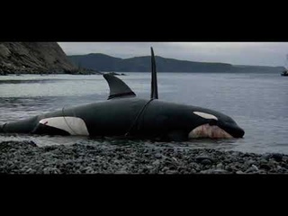 Orca: The Killer Whale (1977) Orca Carries His Mate