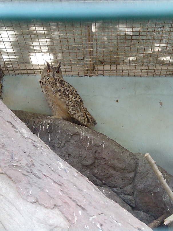 Елена Волынец | Киев