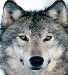 Александр Жихарев | Изыхские Копи