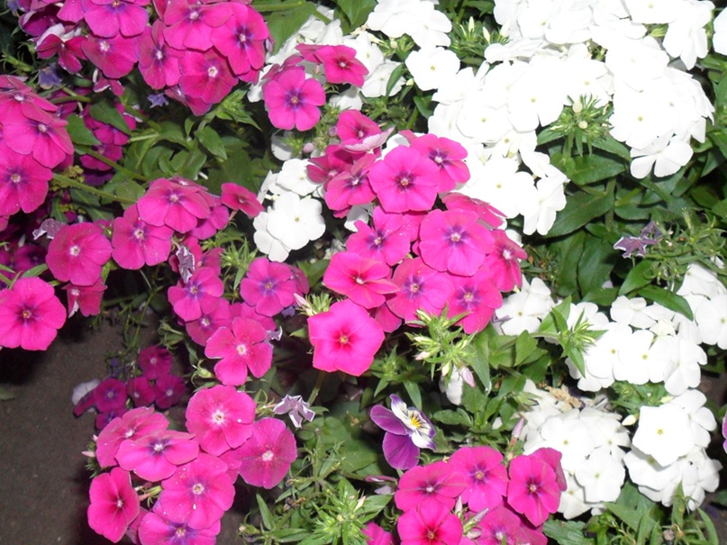 Виктория Приходько