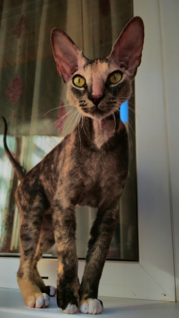 Кирилл Латухин | Санкт-Петербург