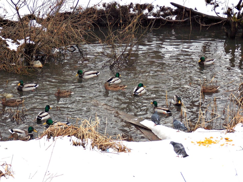 Юлия Дроздова | Ярославль