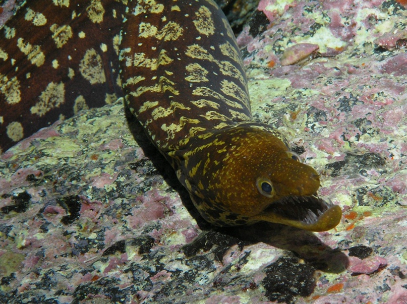 Алексей Максаков | Саров