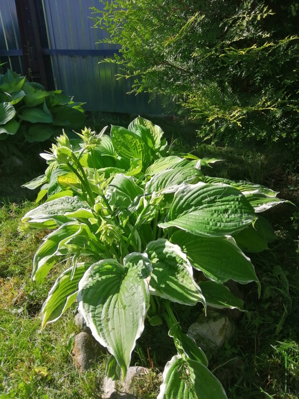 Лариса Ветрова | Кострома