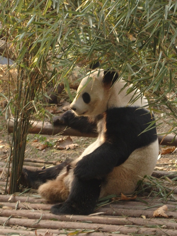 Юля Алексеева | Chongqing