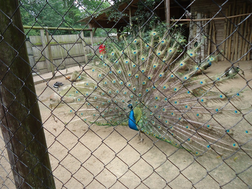 Марина Тимофеева | Псков