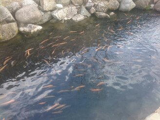 Антон Попов | Михайловка