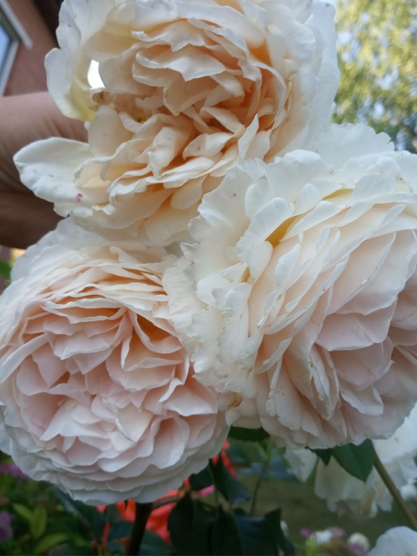 Наталия Пухарева | Чайковский