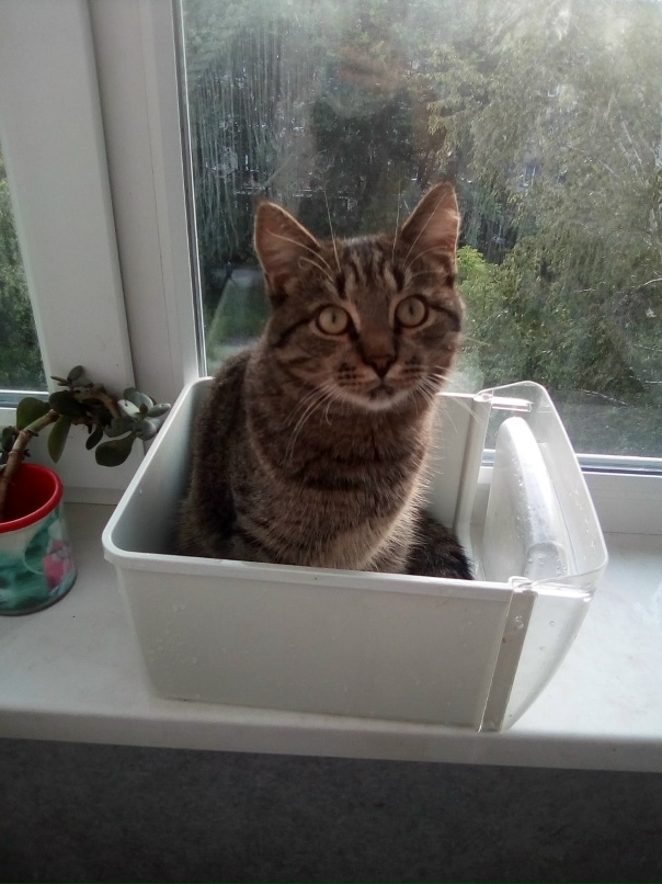 Елена Копа | Златоуст