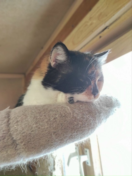 Московская область, Воскресенский район,Приют...