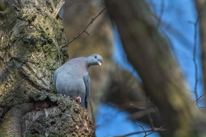 Дарья Остапенко | Санкт-Петербург