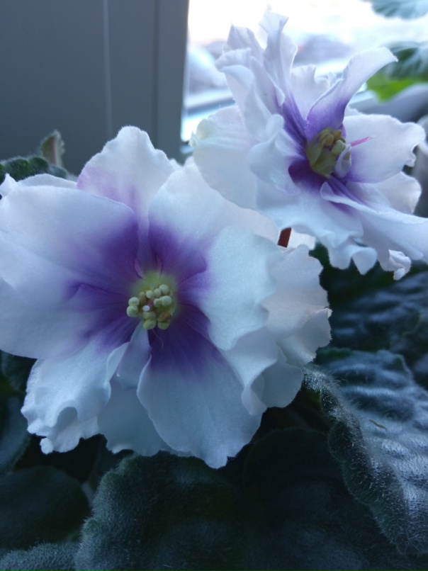 Анастасия Корельская | Архангельск