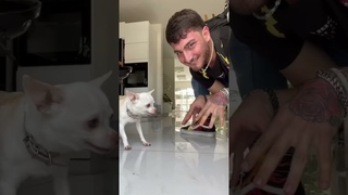 Playing with my Chihuahua