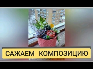 Композиция из суккулентов 5